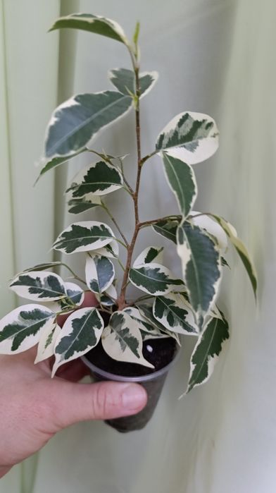 Твайлайт. Фікус Бенжаміна