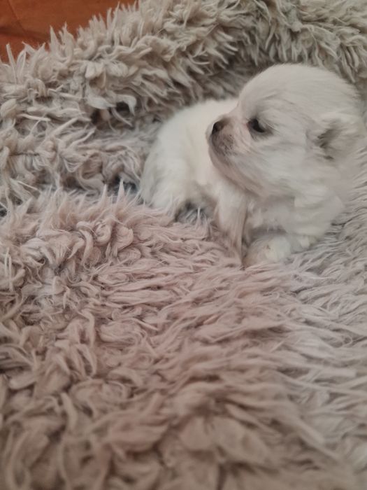 Spitz Alemão Anão Menino