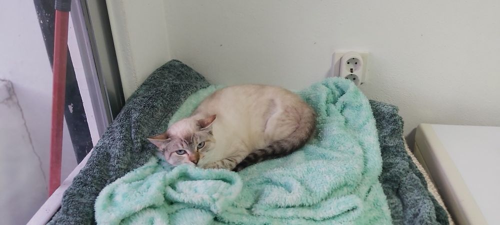 Gatinha junior esterilizada para adoção