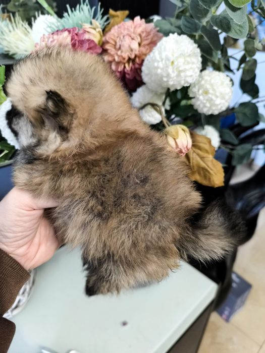 Spitz anão. Lulu da Pomerânia Super Mini.LOP e Afixo. Laranja