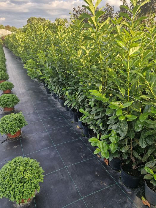 Sprzedam laurowiśnię