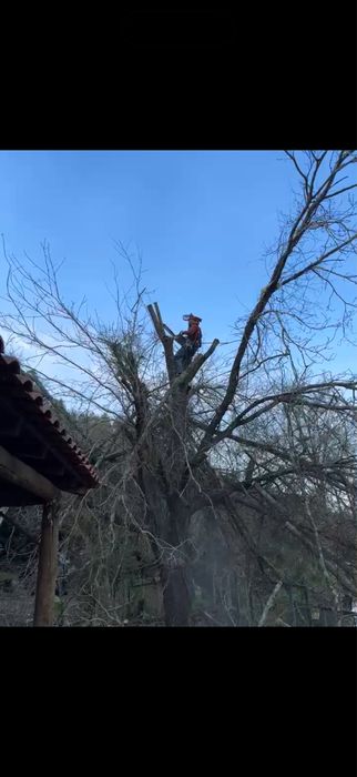 Limpeza terreno e abate de arvores