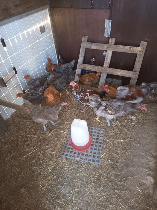 Galos de várias raças