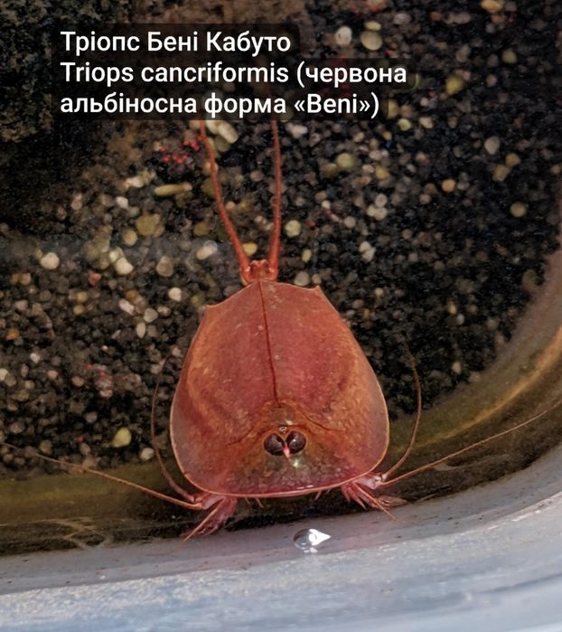 Акваріумний набір Triops (щитні, тріопси, триопсы)