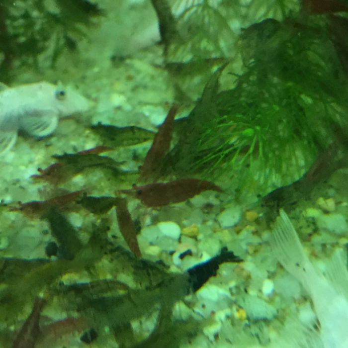 Krewetki Mech Java moss Riccia .