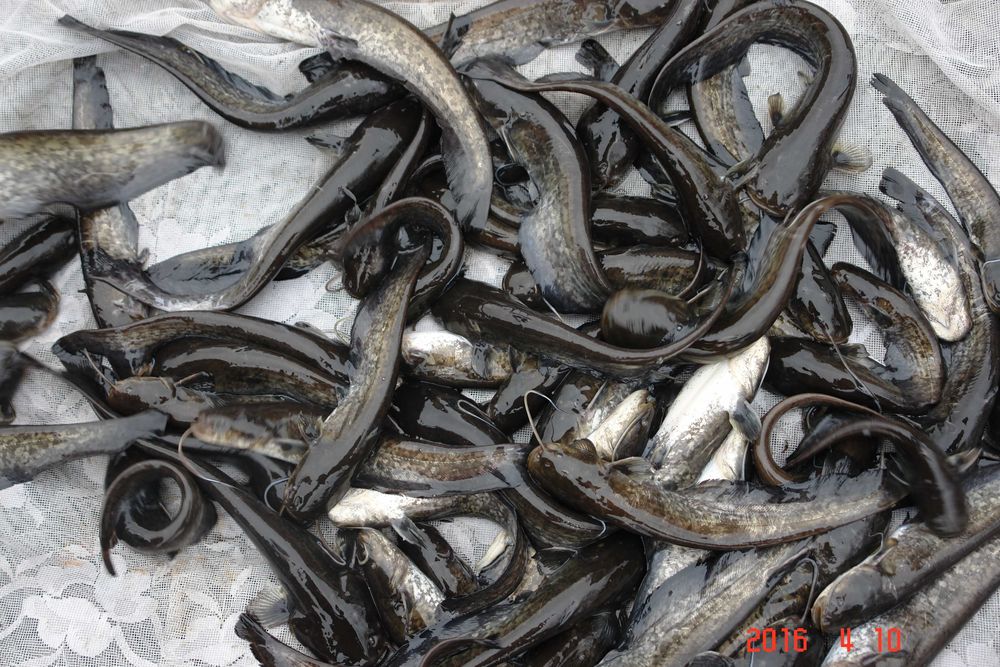 karaś narybek na żywca szczupak sum sandacz 8-15cm