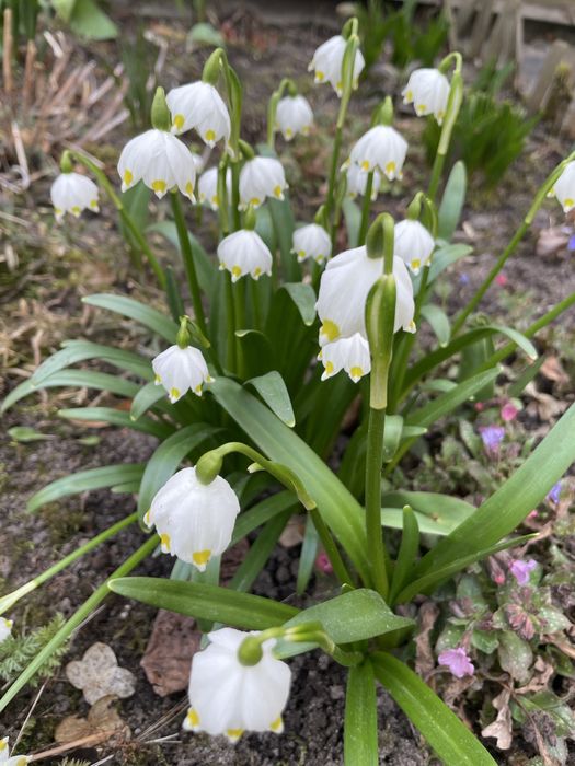 Cebulki śnieżycy wiosennej