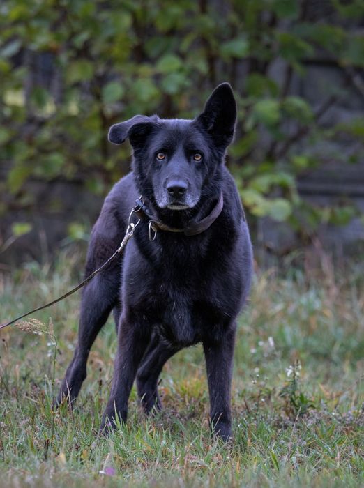 Mądry i piękny pies szuka spokojnego domu – poznaj Enzo!