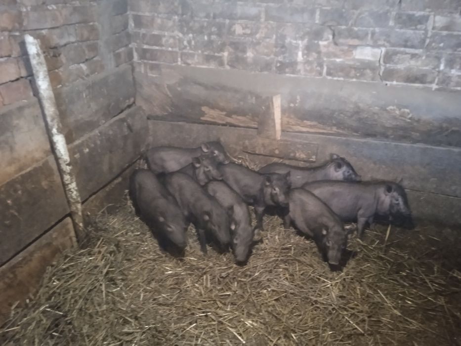 Продам В'єтнамські свині