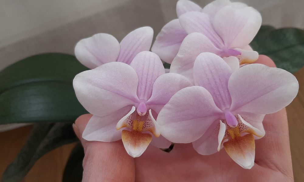 Орхидея фаленопсис Пилонг Чери