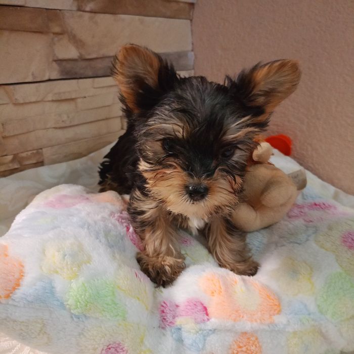 Yorkshire terrier carier - piesek