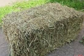 Siano kostka Miedźno