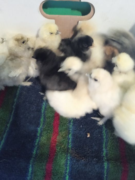 Курчата китайської пухової і яйця китайської пухової