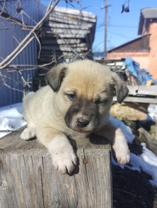 Цуценята хлопчики безкоштовно