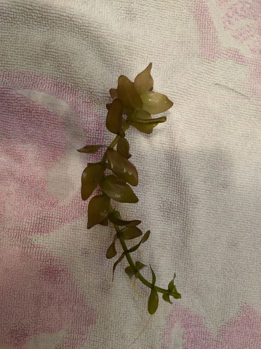 Bacopa 1 sztuka około 15 cm