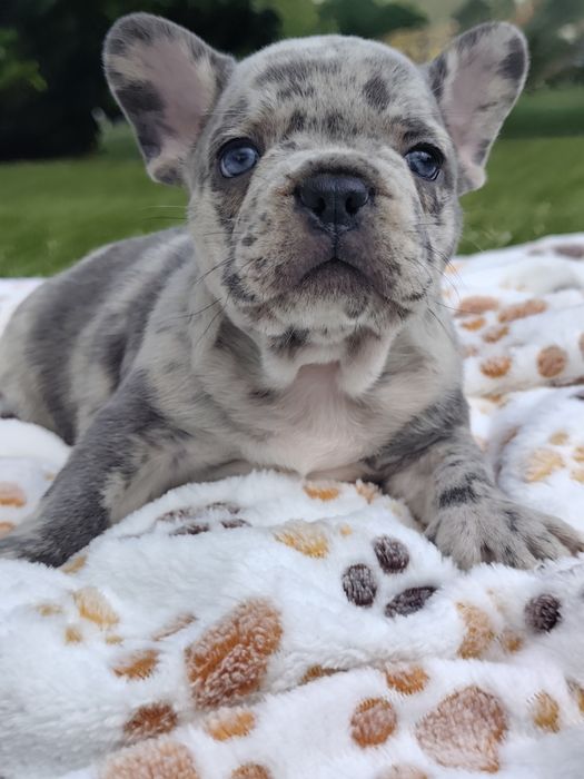 Bulldog lilac Merle