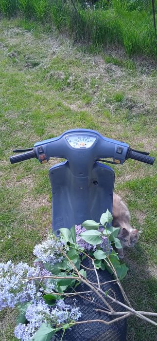 Запчастинах  Хонда пал аф 17|Honda pal af 17 пластик/двигун