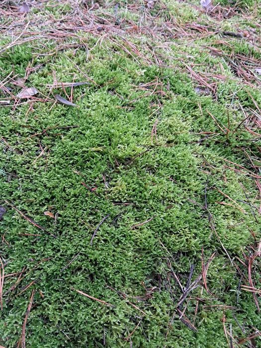 Mech płaski Brodawkowiec Czysty oraz Rokietnik Pospolity