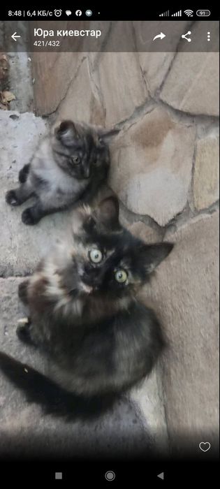 Віддам кицюню в лагідні руки дбайливого господаря