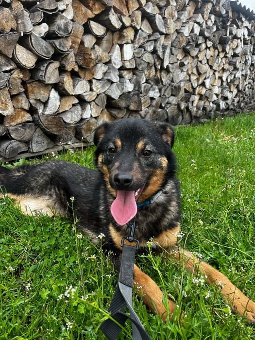 Frankie pies do adopcji