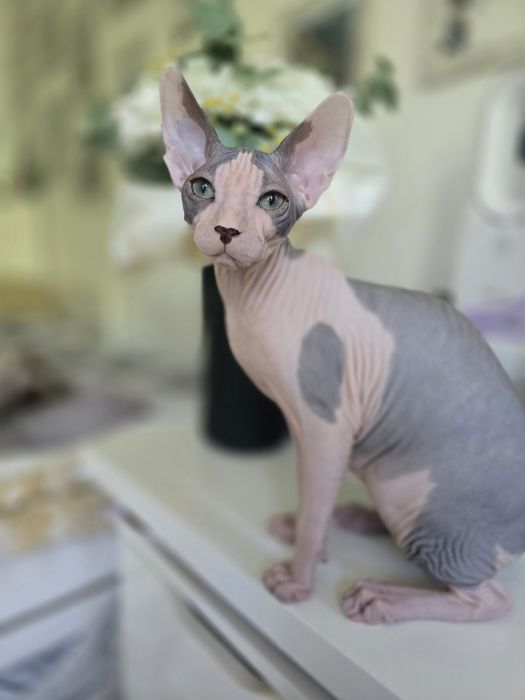 WCF DON Sphynx kotek