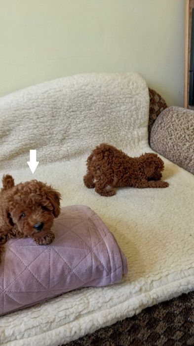 Pudel Toy Red Brown suczka