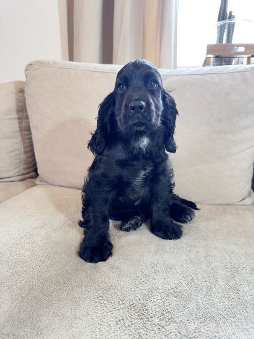 Rezerwacja - RUBY - suczka Cocker Spaniel Angielski