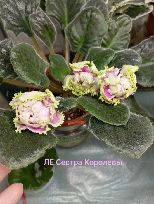 Фіалки кімнаті, стрептокарпуси, дітки, стартери