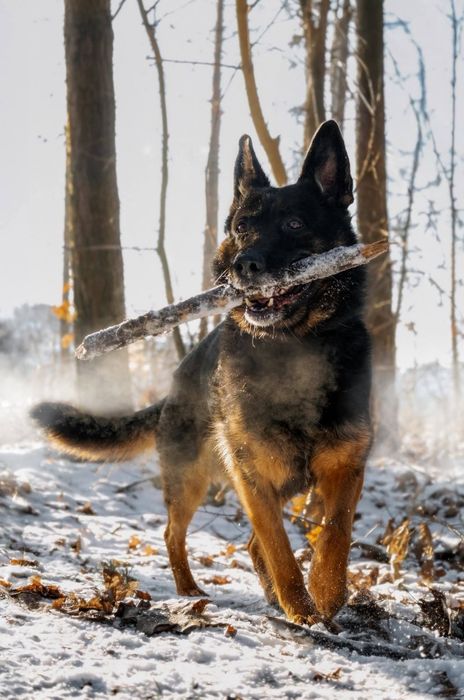 Sana w typie owczarka do adopcji!