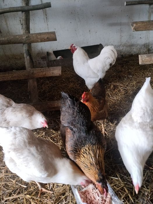 Jaja legowe  amrockow