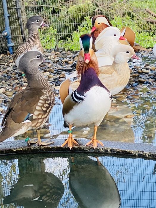 Patos mandarim/carolino, e outros.