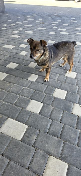 Цуценята  -  дівчинка, метис, оброблена від паразитів, вакцинована