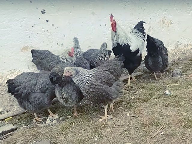 Яйце на інкубацію від породистих курей.Плімутрок білий,золото,срібло.