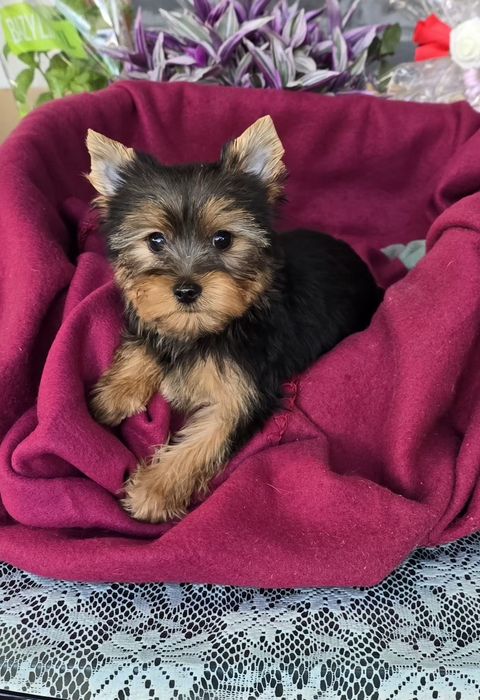 Suczka Yorkshire terrier