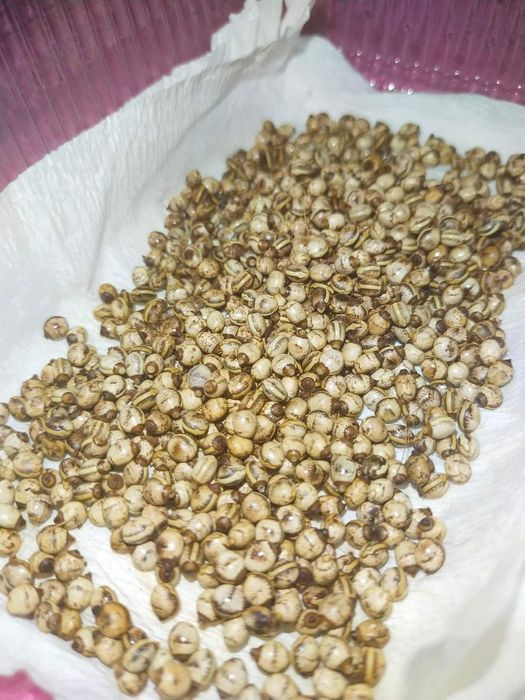 Jaja straszyków australijskich