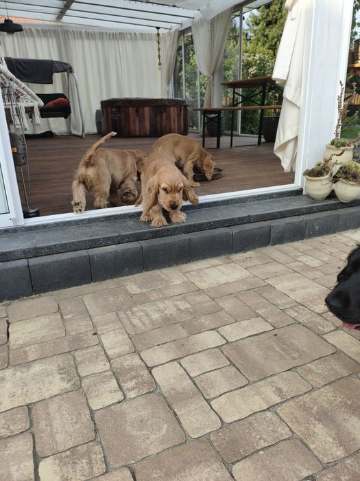 Cocker Spaniel Angielski