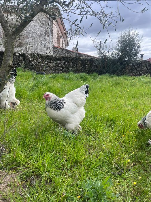 Ovos para incubação - Brahma Light