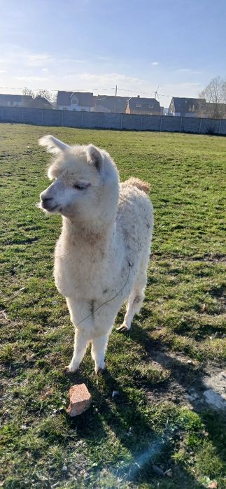 Sprzedam Alpaki para