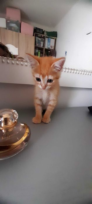 Gatinho disponível para adopção responsável.