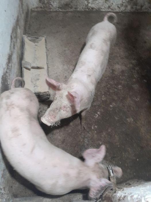 продам поросята породи еф 1