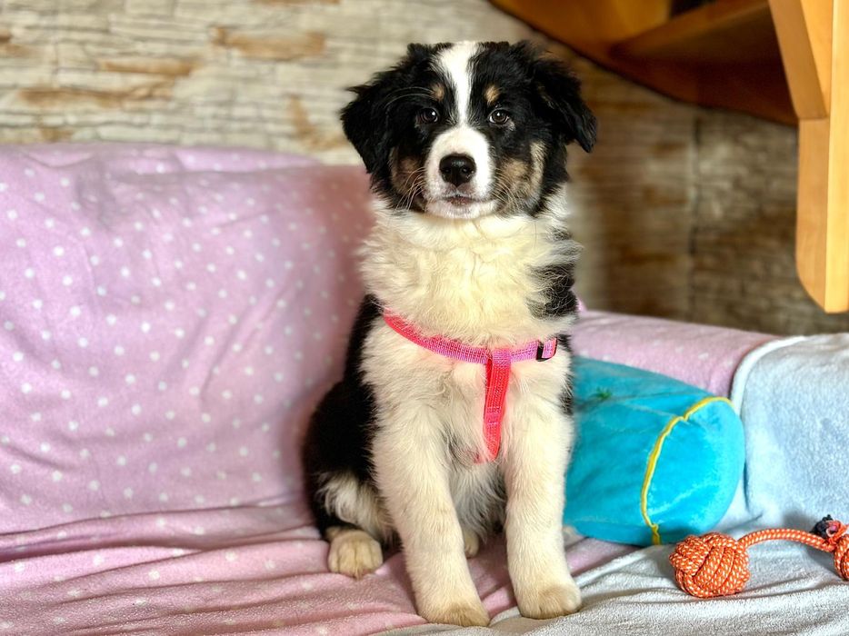 Owczarek Australijski-suczka