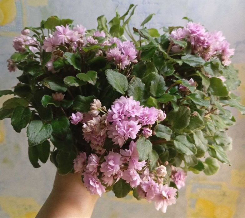 Фіалки трейлери,міні,стандарти сортові