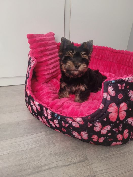 Yorkshire terrier sunia