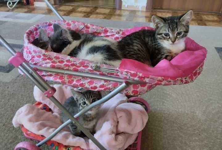 Грайливі, ласкові кошенята в добрі , надійні руки