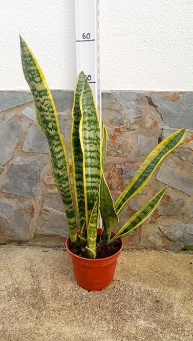 Sansevieria - espada santa bárbara