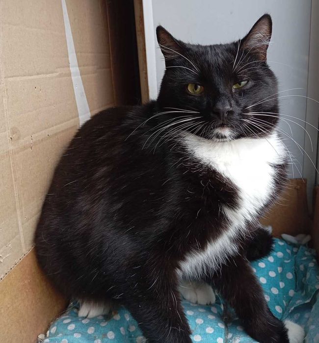 Мирон. Кому котофея?