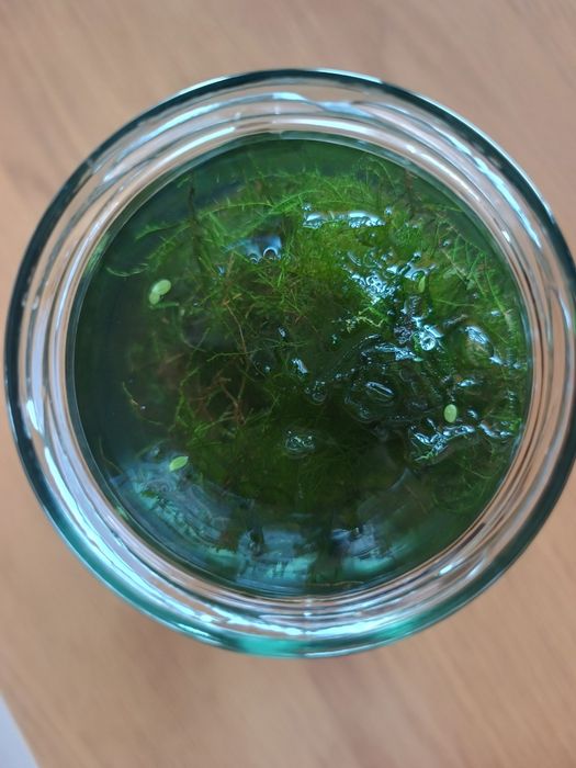 Java moss, mech jawajski rozmiar XXXL