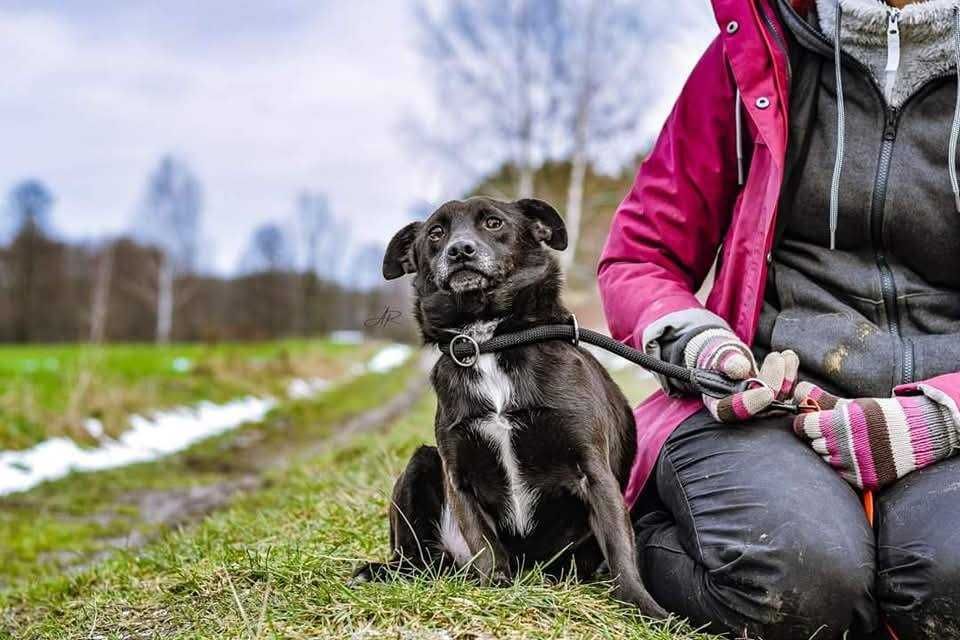 Ok. 5 letni pies Taco, dogaduje się z innymi psami