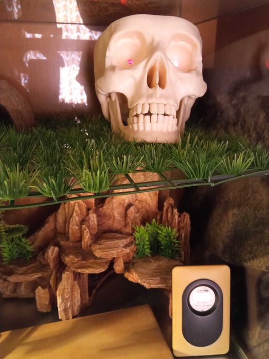 Terrarium dla gekona