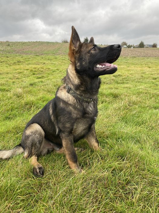 Вʼязка. Німецька вівчарка. Робоче розведення. Зонарний кобель.